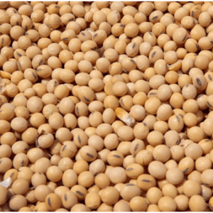 SoyBeans